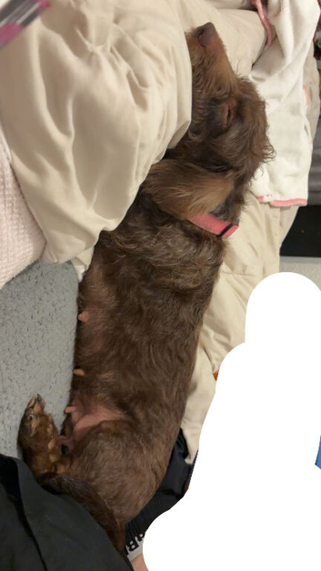 Bonnie