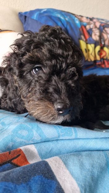 REHOMED NOW! cockapoo boy