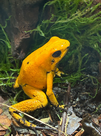 Phyllobates terribilis X2 with full setup