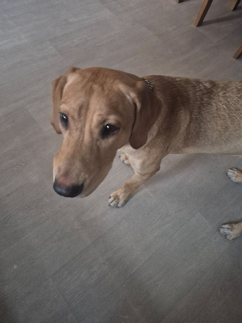 Dog 6 month old male