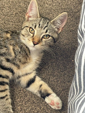 Maine coon / domestic kitten