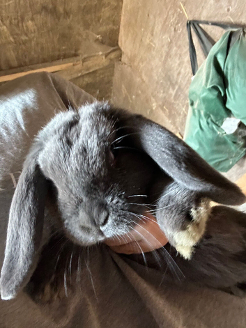 Mini lop  blue girl