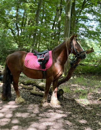 Stunning little Cob Mare