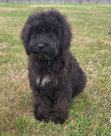 Adorable cockapoo