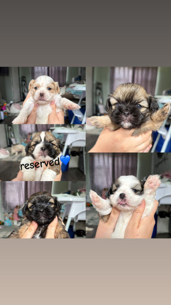 4 girls left