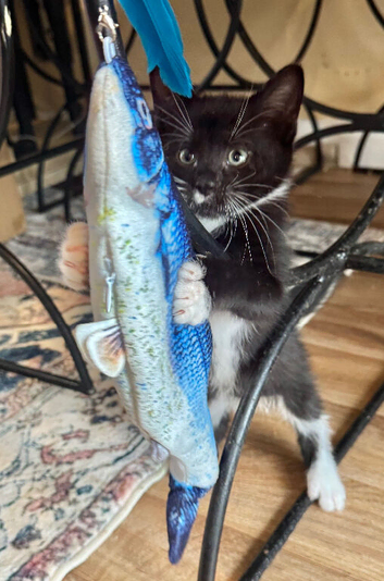 RAGDOLL MIX MALE KITTEN READY NOW