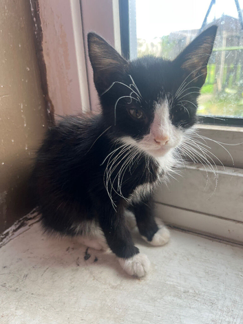 male kitten