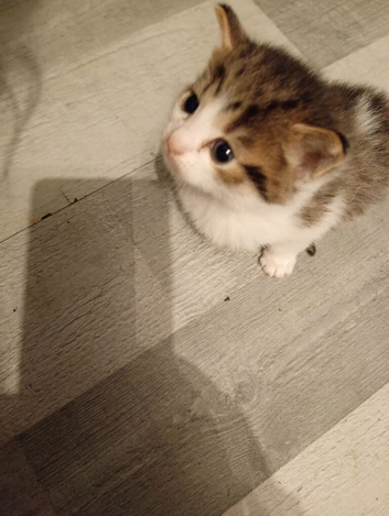Beautiful little tabby kittens