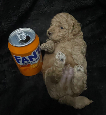 Four stunning maltipoo pups teacup size