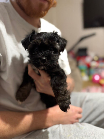 Mixed Terrier Puppies for sale