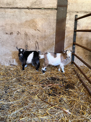 Pygmy goats kids