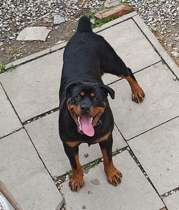 Rottweiler