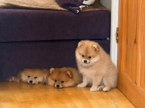 Adorable pomeranian puppies