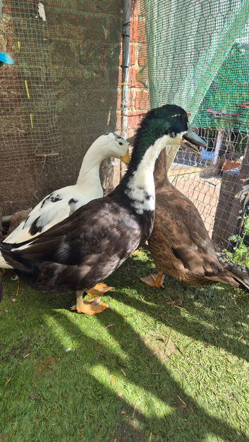3x drakes 2-3 months old
