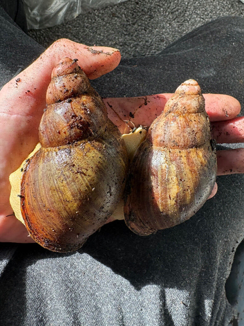 Breeding pairs Archachatina Rhodostoma