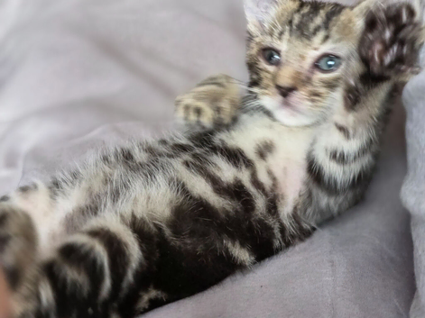 Kittens