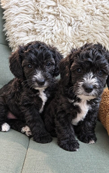 Adorable Yorkiepoo Puppies Available - Litter of 6