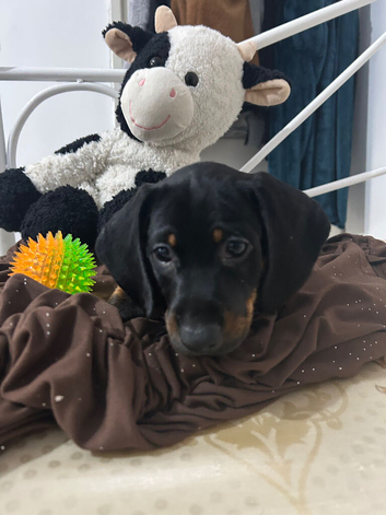 Adorable Puppies Ready for Loving Homes