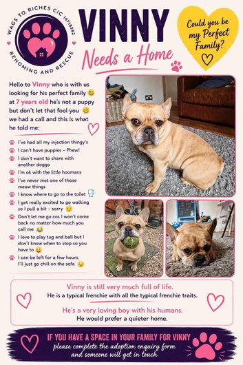 Vinny- French bulldog