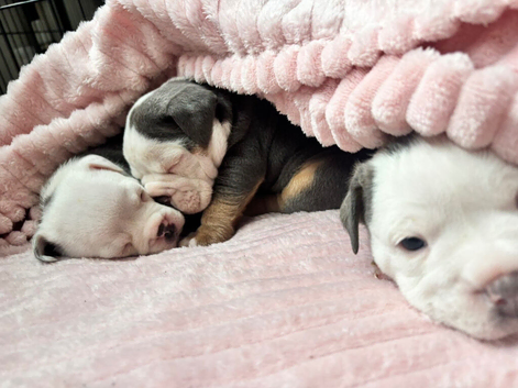 Olde English bulldog pups