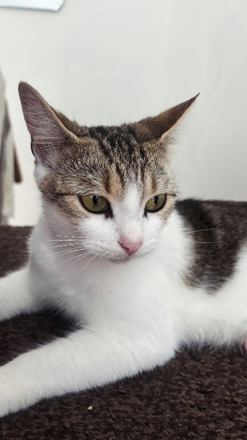 beautiful cat