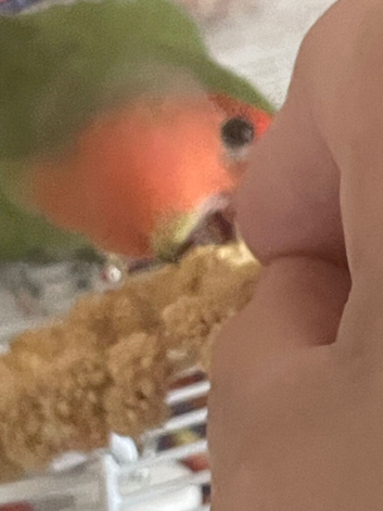 Beautiful semi tame lovebird a male