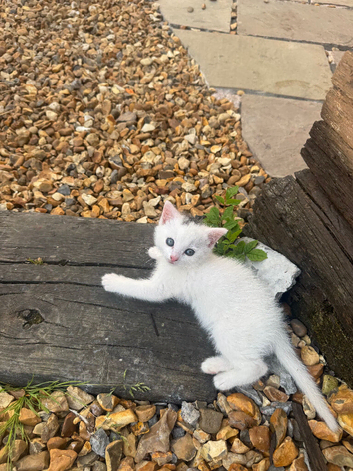 maine coon mix Girl for sale