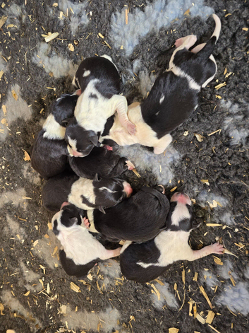 Border Collie Pups