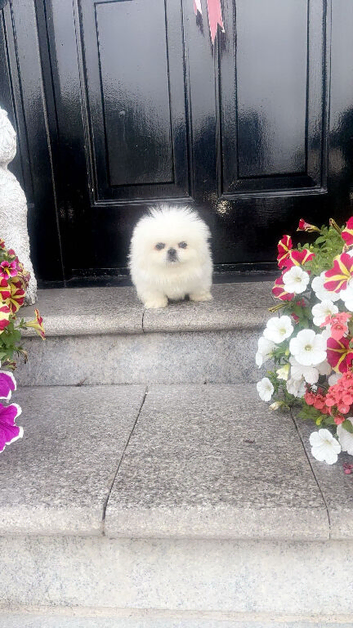 Stunning top quality Pekingese puppies