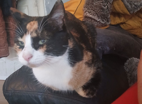 Calico cat need rehomed.