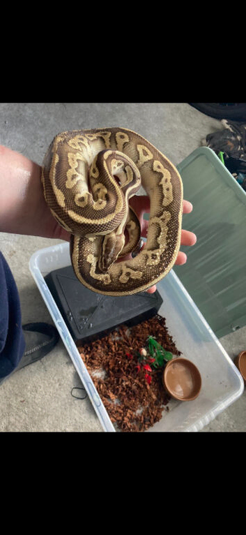 Pythons and rack.