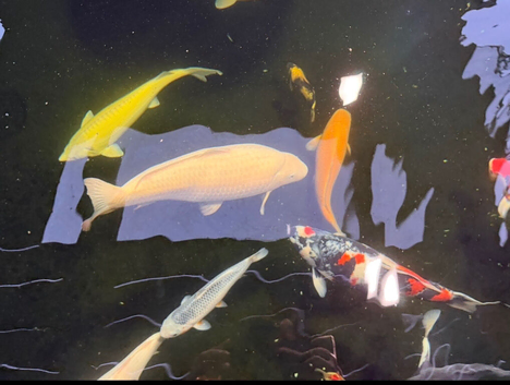 Koi for sale plus equipment. Full pond closure