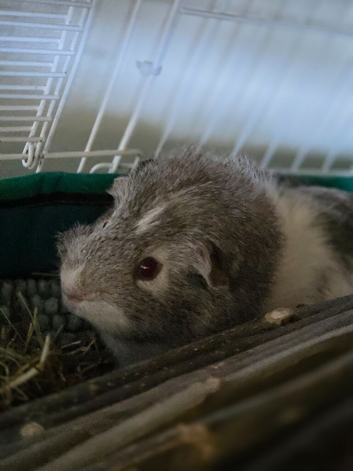 male guinee pig