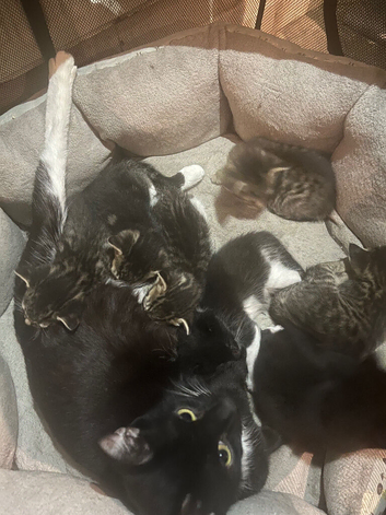 Cute kitties ready for new home