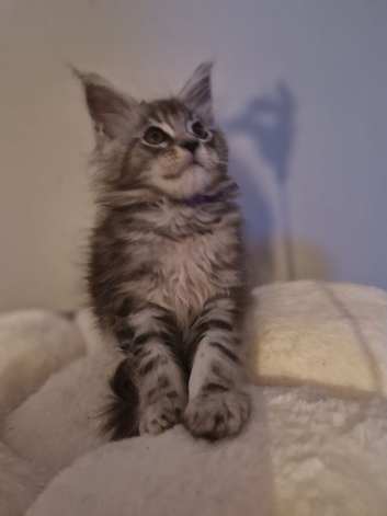 Last 2 girls left Beautiful black silver tabby mainecoon kittens