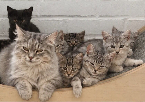 Beautiful mixed breed kittens