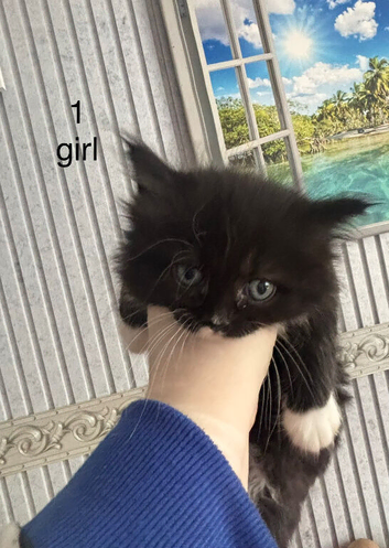 Ragdoll cross kittens