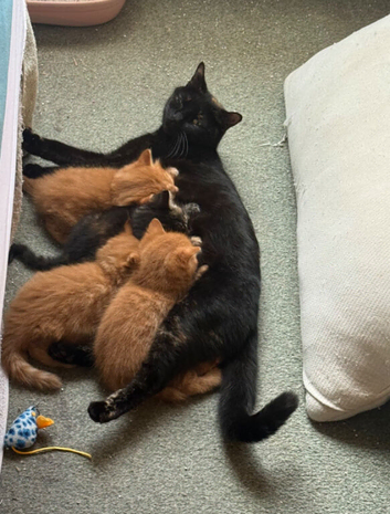 Beautiful Tabby female looking for owners