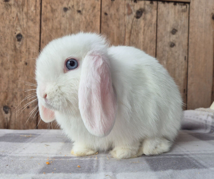 Blue eyed white mini lop.doe ready now