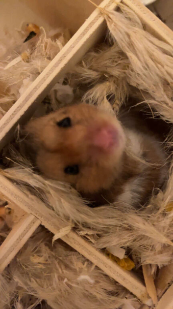 Hamster