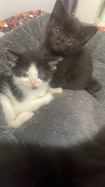 7 very friendly beautiful kittens