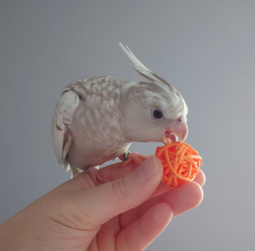 Hand reared silly tame DNA sexed baby cockatiels