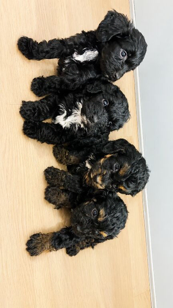 Beautiful cockapoo puppies