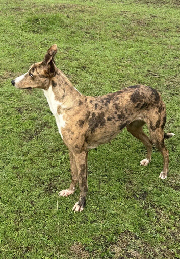Collie x Greyhound Puppies Looking for Their Forever Homes