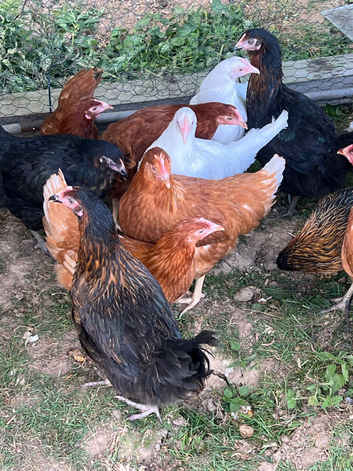 17 weeks old point of lay hens