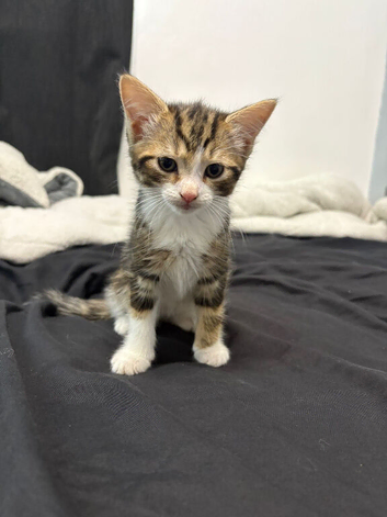 Kittens ready now