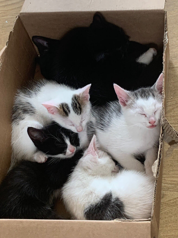 Little bundles of fun looking for new home