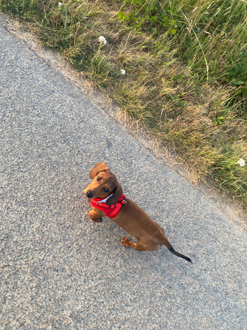 Minature dachsund