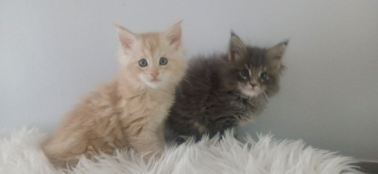 Pedigree Maine coon kittens