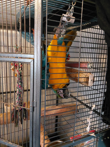 For sale hand reared  blue and gold macaw